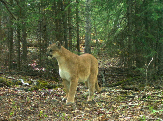 Fish-Creek-Provincial-Park