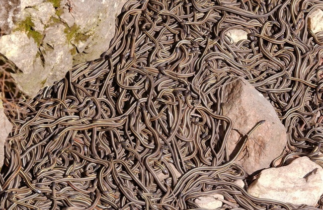 Manitoba-has-Biggest-Snake-Territory