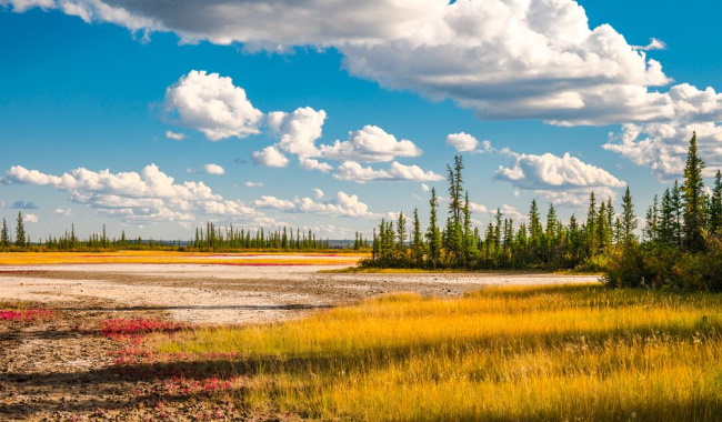 Wood-Buffalo-National-Park-